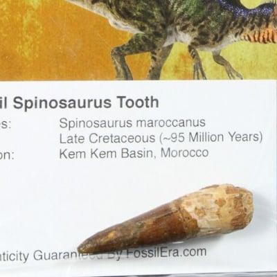 A real Spinosaurus tooth