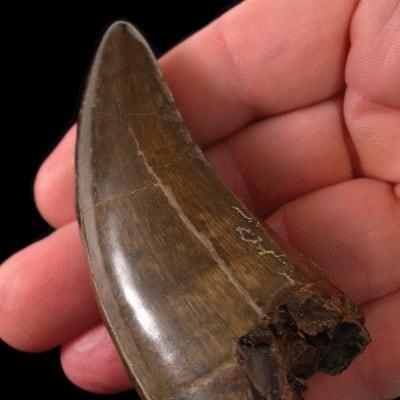 Tyrannosaurus rex tooth