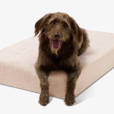 Big Barker orthopedic bed